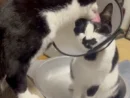 エリザベスカラーの妹猫を気遣う兄猫　心あたたまる光景がXで話題