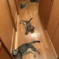 まるで連続写真？　廊下に「落ちている」4匹の猫に癒やされる