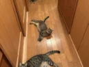 まるで連続写真？　廊下に「落ちている」4匹の猫に癒やされる