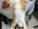 膝の上から落ちそうで落ちない猫　自由奔放な動きに飼い主もびっくり