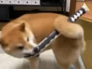 犬の呼吸 壱の型──尻尾で刀を操る柴犬、まさに“犬柱”
