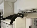冷房の風が当たる「特等席」でくつろぐ猫ちゃん「ここが一番涼しいにゃ」