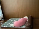 「まだ寝かせてほしいワン……」　お疲れワンコの朝のひとコマに共感集まる