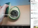 ハムをアボカドでサンド？まるまるジャンガリアン、種の代わりにすっぽり！