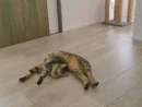 まるで騙し絵？猫のやわらかボディに飼い主もびっくり