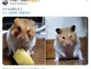 可愛いだけじゃない　ハムスターたちの“悪い顔”が話題に