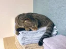 「寝心地最高ニャ」洗いたてのふかふかタオルが猫ちゃんの特等席に