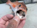 口の中からコンニチワ！ノドグロに隠れていた謎の生き物に15万いいね