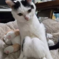 膝を見せてくる猫ちゃんがかわいすぎる　飼い主も大興奮