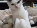 膝を見せてくる猫ちゃんがかわいすぎる　飼い主も大興奮