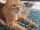 顔に紐がひっかかってもご機嫌　紙袋で遊ぶ猫の渾身のドヤ顔にクスッ