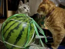 スイカでなんだか揉めてるっぽい？猫たちの睨み合いに大喜利も勃発