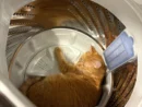 「探したよ……」　愛猫の発見場所はまさかの洗濯機の中