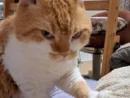 鋭い目つきで布団を揉む猫　「プロおふとん揉み師」現る
