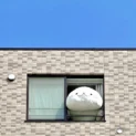 まるで絵本の1コマ　巨大しろたんが窓からのぞく姿が話題