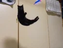 ジャンプした黒猫が「し」に！？ 　奇跡の一枚にSNS爆笑