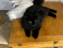 深夜に見つかった「お机の上ギャング」　堂々とテーブルに居座る猫たち