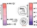 「フツーの人」と「デブ」の食意識の違いをイラストで可視化　あなたはどっち？