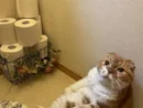 まるでトイトレに付き添う親のよう　飼い主のトイレにお供する猫の愛情表現