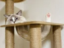 胴体だけ消えた！？　キャットタワーで「マジックショー」を披露した猫ちゃん