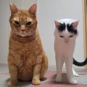 並んで謝罪会見？2匹の猫が見せた神妙すぎるツーショットに笑い広がる