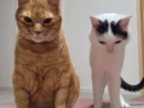 並んで謝罪会見？2匹の猫が見せた神妙すぎるツーショットに笑い広がる