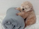 毛布ロールに寄りかかったまま眠るポメプー　かわいすぎる寝姿にほっこり