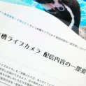 鳥羽水族館、ラッコ配信で“飼育係モザイク化”　カスハラ対策で映像方法変更