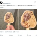 食べるのに勇気がいりそう……タイの博物館で買える「三葉虫アイス」がリアルすぎ