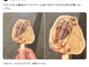 食べるのに勇気がいりそう……タイの博物館で買える「三葉虫アイス」がリアルすぎ
