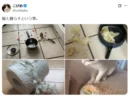 家が散らかっても、家具が壊れても愛おしい 「猫と暮らすということ」に共感の声