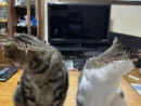 カメラを向けたら同時に「プイッ」 息ぴったりにそっぽを向く2匹の猫ちゃん