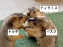 マーモットのケンカごっこ動画が話題 仲裁に入った1匹がまさかの被害者に