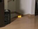 暗闇で目から強烈なビームを放つ猫ちゃん　「宇宙猫説ある」