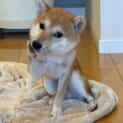 頬に手を添えて媚びてくる柴犬　あざとかわいさに飼い主も完敗