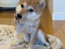 頬に手を添えて媚びてくる柴犬　あざとかわいさに飼い主も完敗