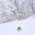 寒くないの……？首まですっぽり雪の中、のんびりくつろぐハスキー