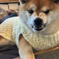 愛情たっぷりの手編みニットなのに……柴犬が見せた「ムキ顔」に爆笑