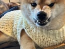 愛情たっぷりの手編みニットなのに……柴犬が見せた「ムキ顔」に爆笑