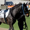 競馬にもアニメ・まんがが進出！ おたく馬名の数々